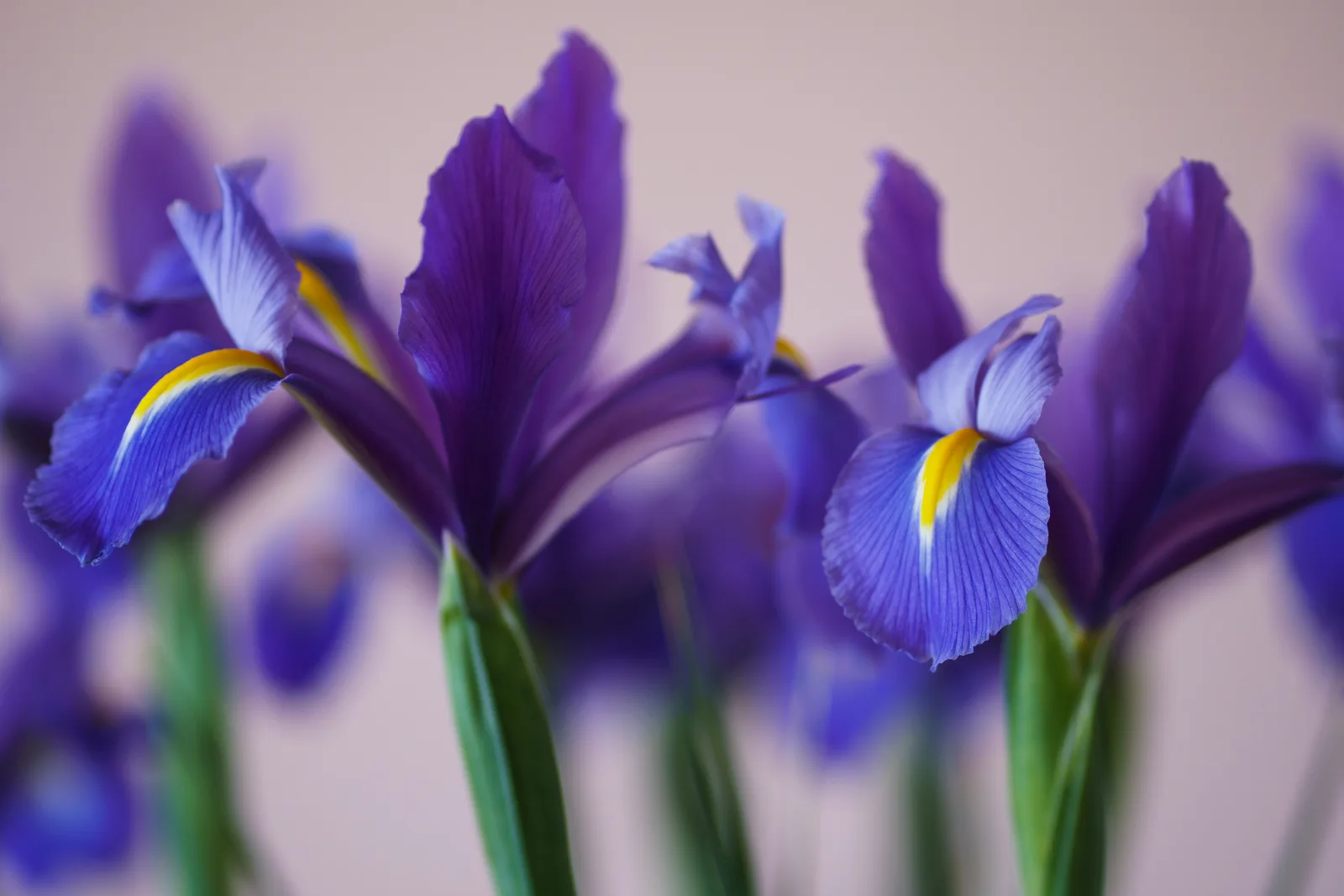 earl-wilcox-O91VlVuG_JE-unsplash