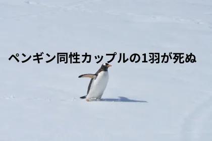 同性カップルのペンギン、1羽が死ぬ｜LGBTニュースならFlag（フラッグ）