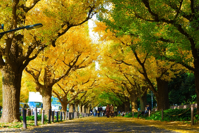 神宮外苑の黄金色に色づいたいちょう並木の様子